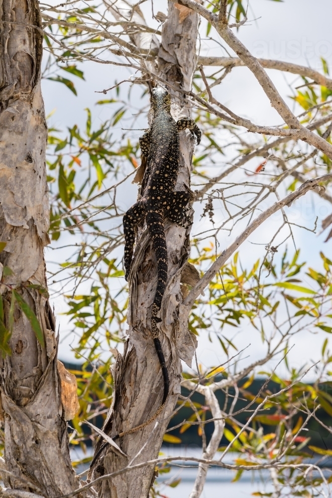 goanna on tree - Australian Stock Image