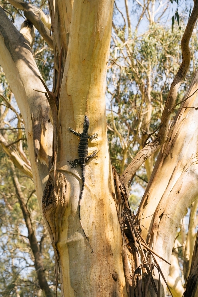 Goanna on tree - Australian Stock Image