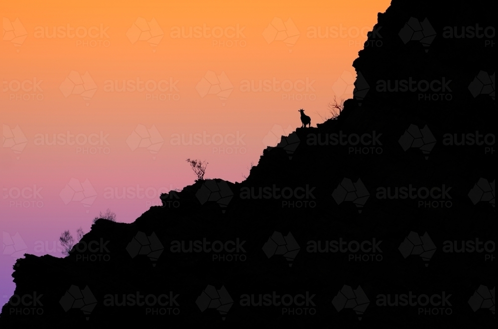 Silhouette of a goat high on a rocky range with pastel sunset backdrop - Australian Stock Image