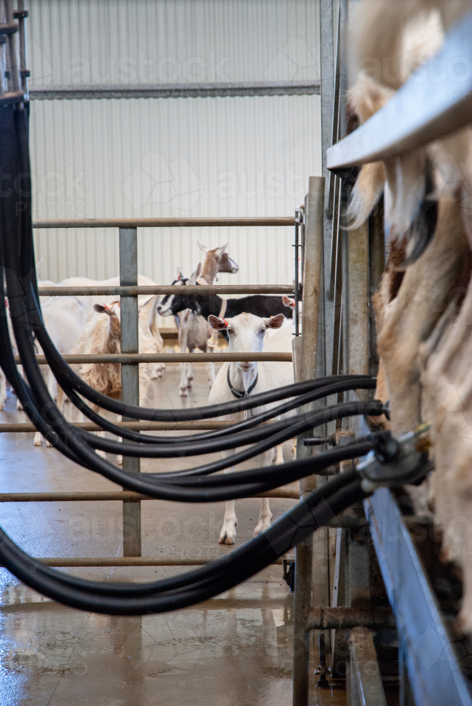 Goats being milked in a milking shed - Australian Stock Image