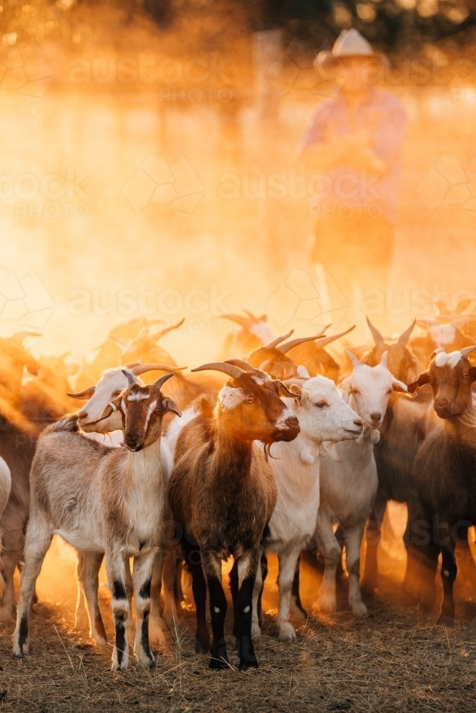 Goats in dusty  yards with goat farmer - Australian Stock Image