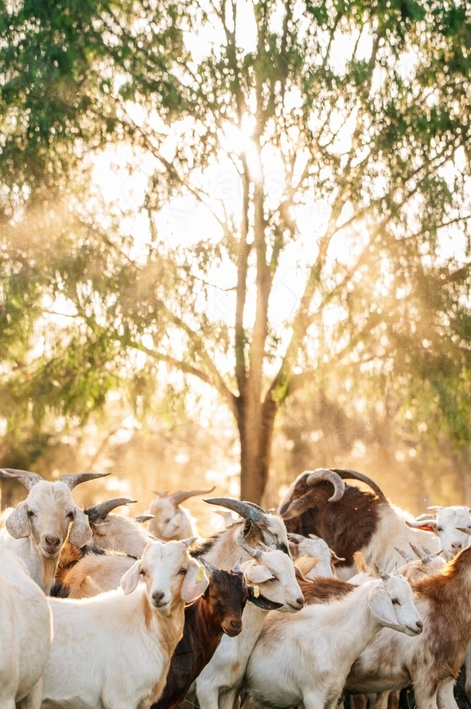 Goats in the yard under a tree in the sunshine - Australian Stock Image