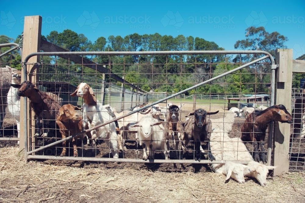 Goats on a farm with their heads through a fence - Australian Stock Image