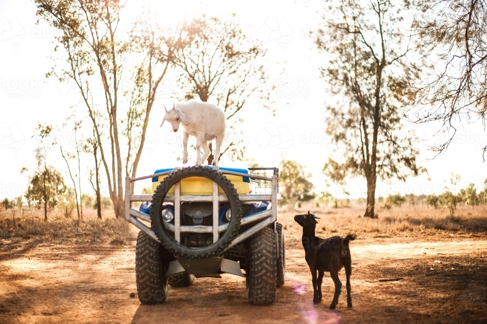 Goats playing on farm quad - Australian Stock Image