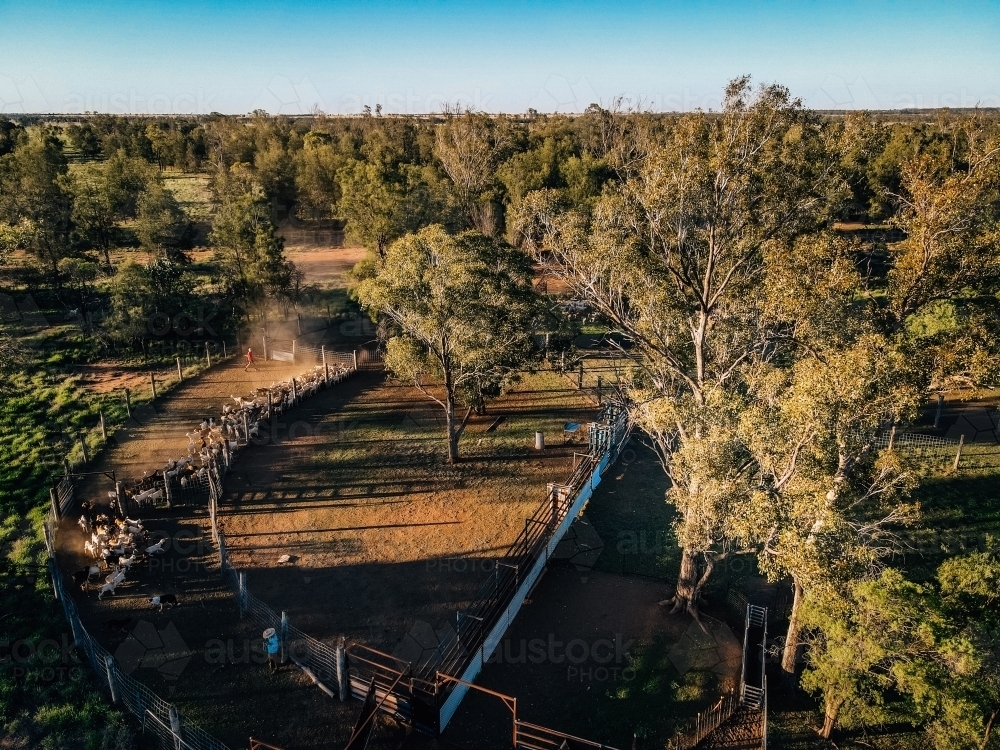 goats walking through yards with trees - Australian Stock Image