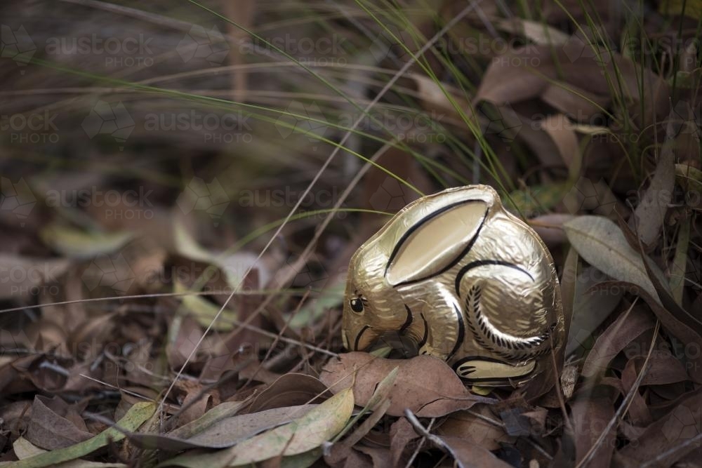 Gold easter chocolate bilby in native bush - Australian Stock Image
