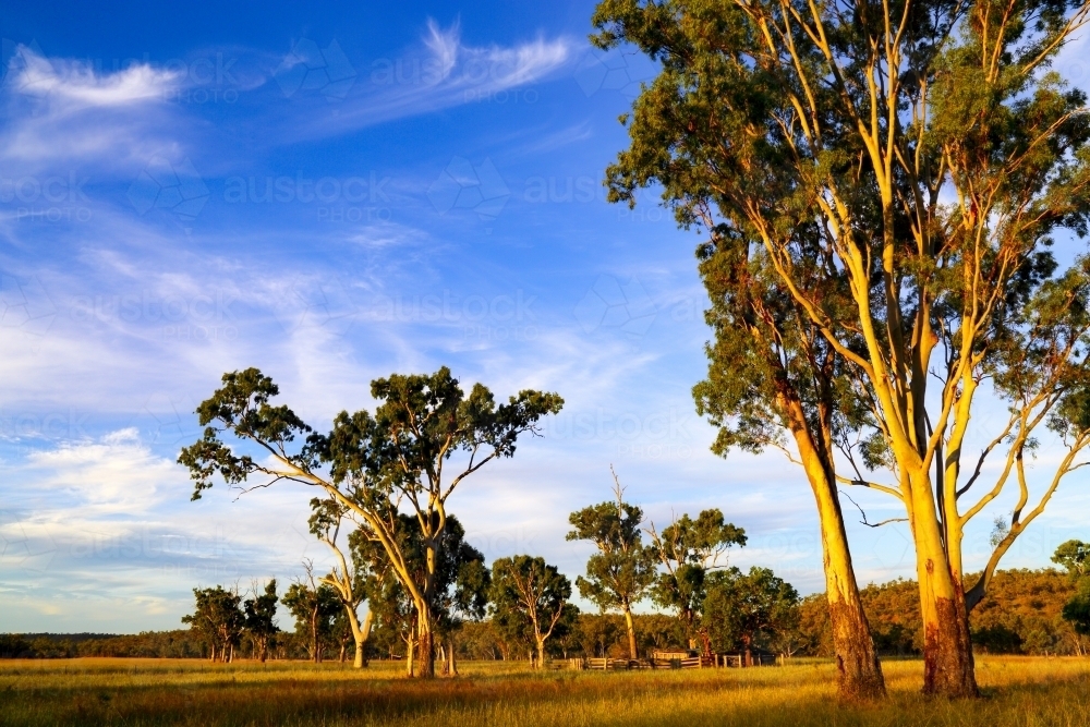 Gold light on large gum trees on a cattle property near Eidsvold - Australian Stock Image