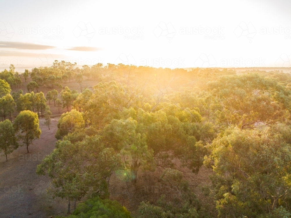 Gold light shining over gum trees in paddock at sunset - Australian Stock Image