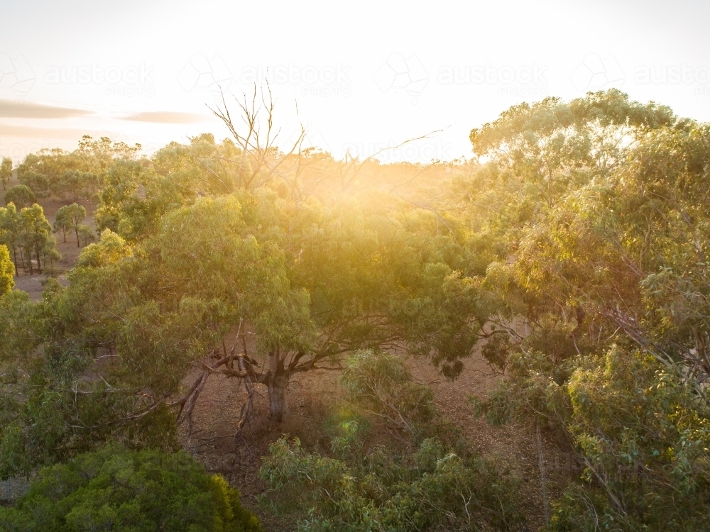 Gold light shining over gum trees in paddock at sunset - Australian Stock Image