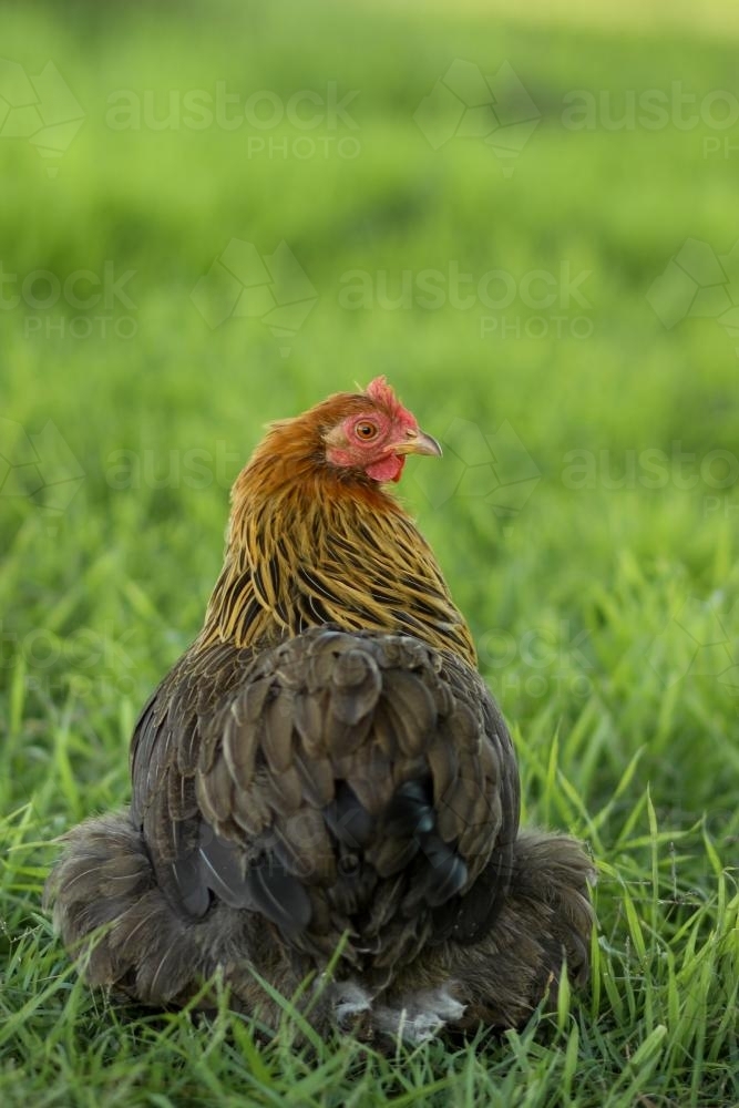 Gold Pekin Bantam Hen looking back - Australian Stock Image