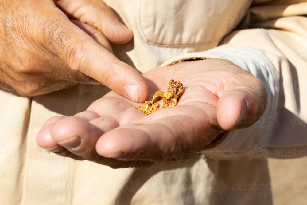 gold prospector showing gold nuggets in his hand - Australian Stock Image