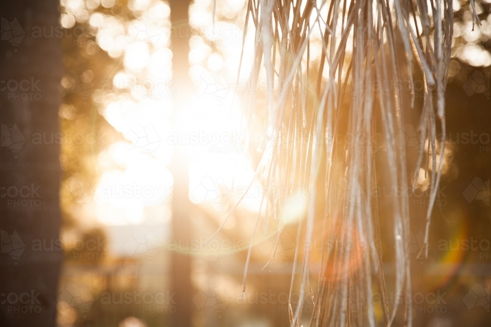 Golden afternoon sun shining through dead palm branch leaves - Australian Stock Image