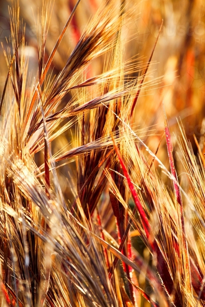 Golden and red grass in seed - Australian Stock Image