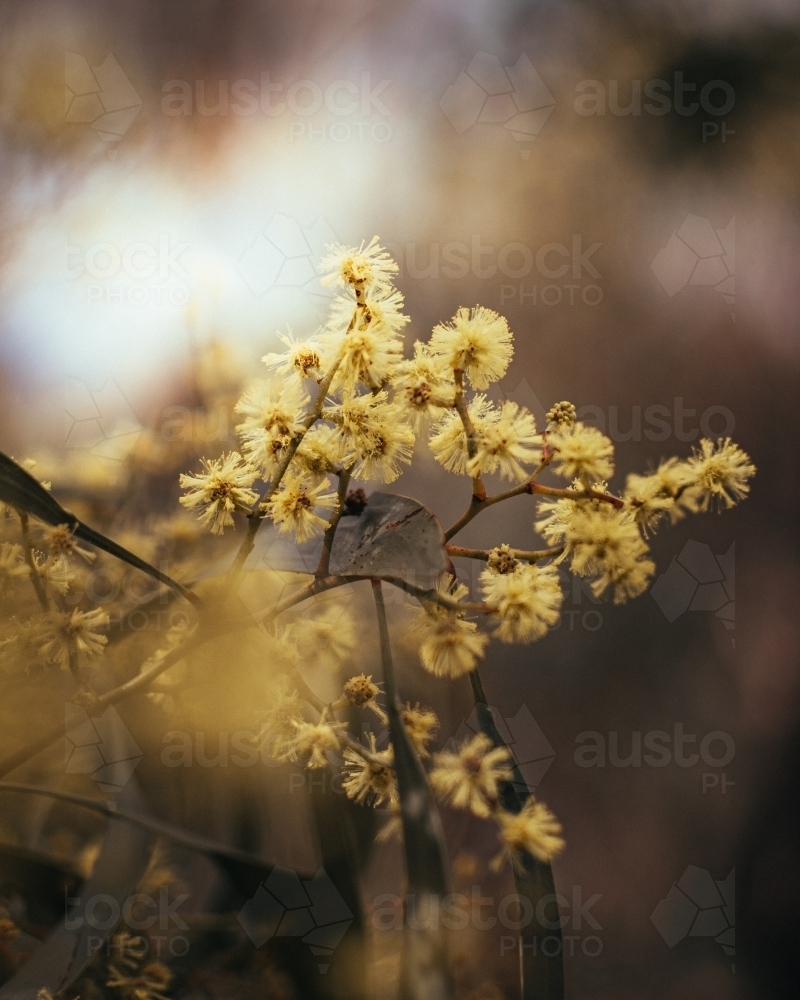 Golden Australian Wattle Flowers in the Soft Morning Light. - Australian Stock Image