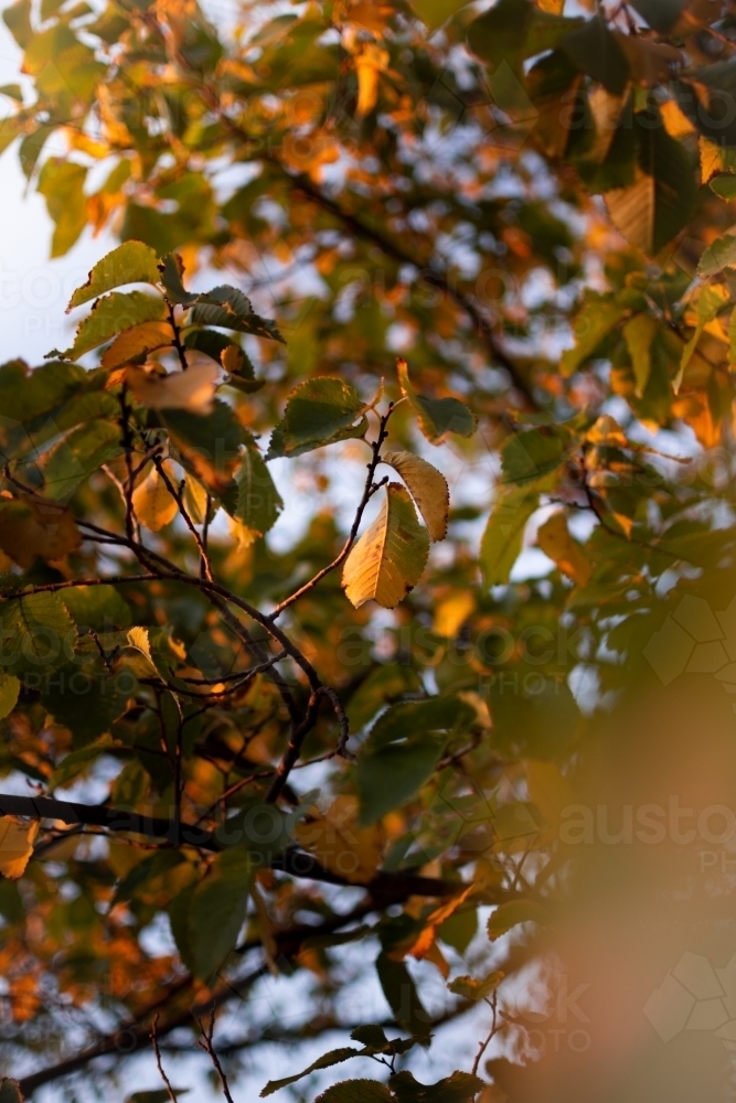 Golden Autumn Leaves During Sun Rise - Australian Stock Image