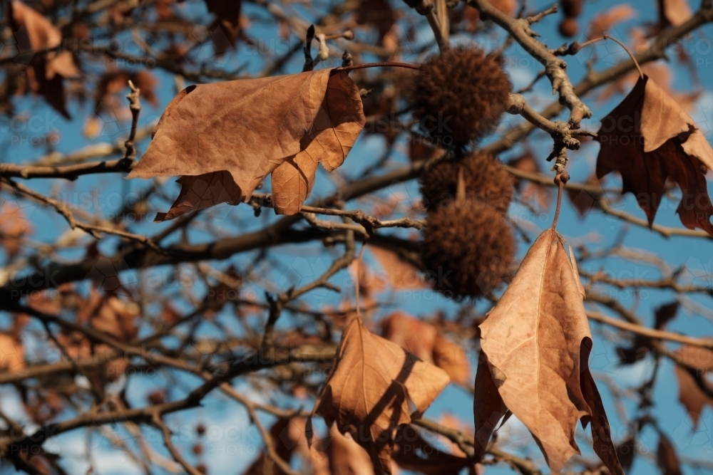 Golden Autumn Leaves from below looking up towards sky - Australian Stock Image