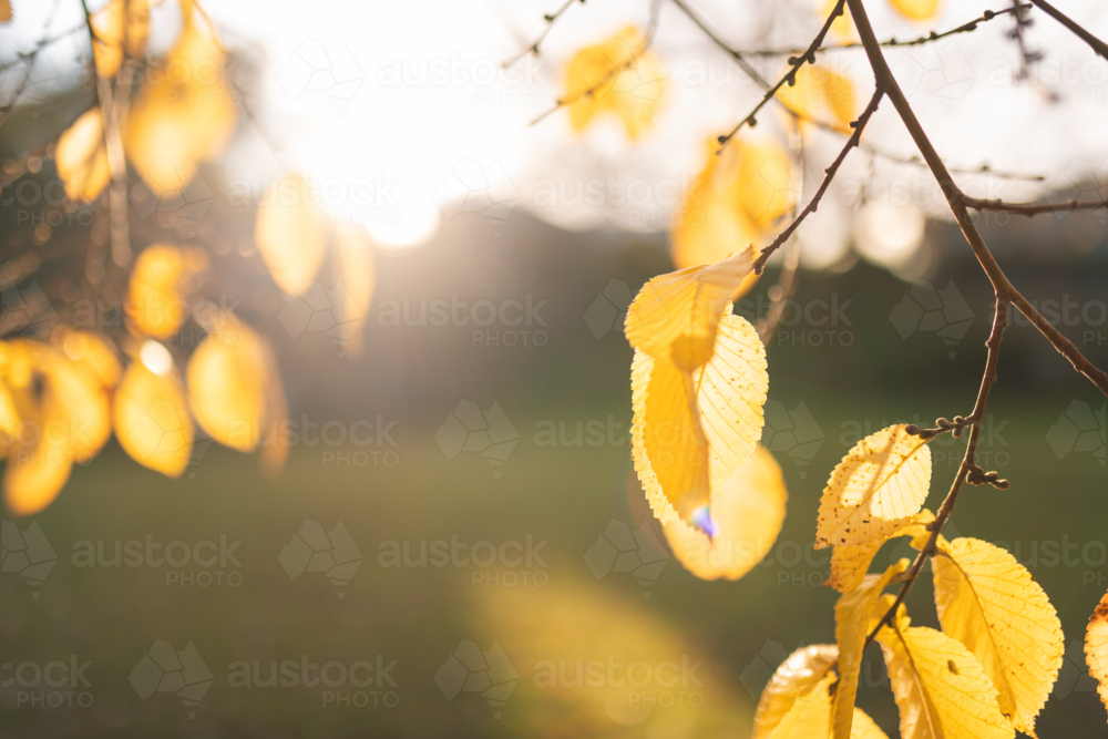Image of Golden autumn leaves illuminated by warm winter sunlight ...