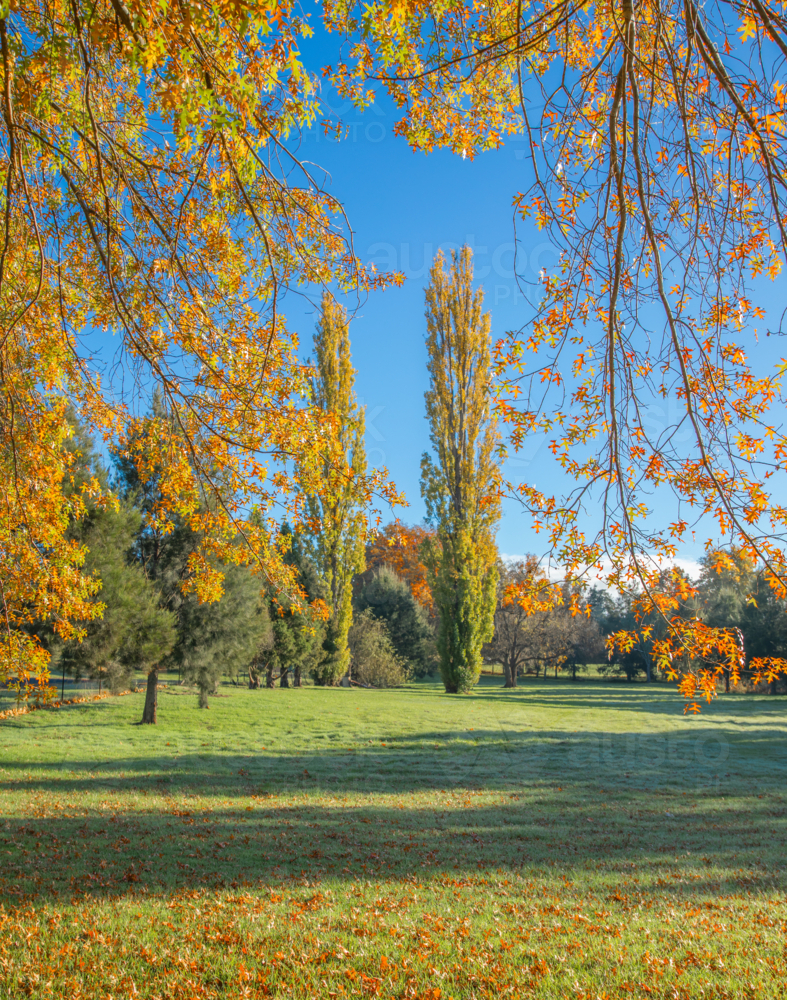 Golden autumn leaves looking at autumn poplars and green grass - Australian Stock Image