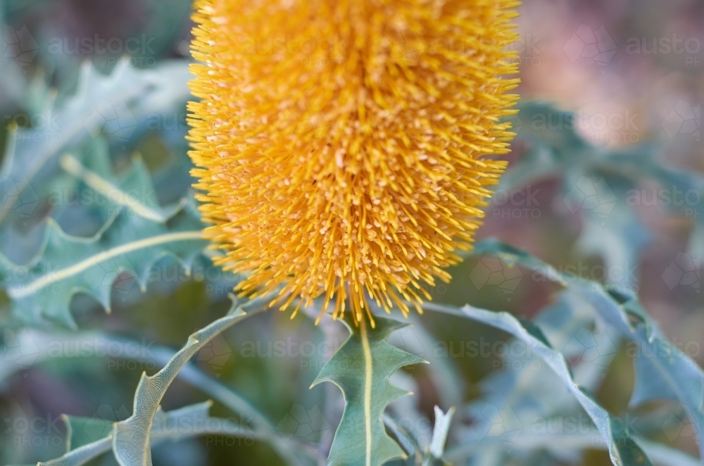Golden Banksia Flower and Leaves - Australian Stock Image