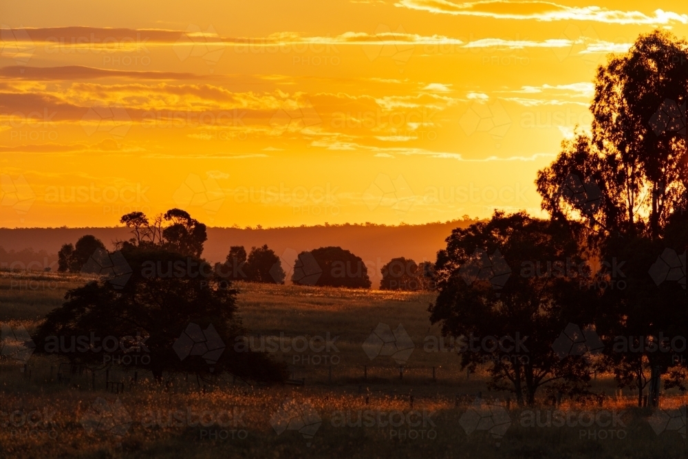 Golden colours of countryside in southern Queensland - Australian Stock Image