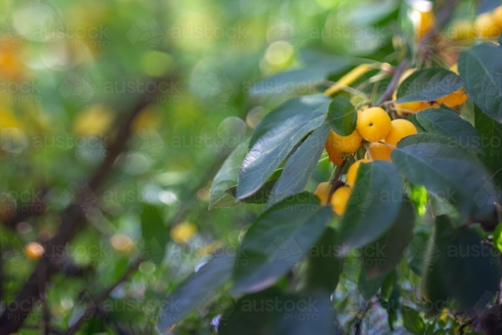 Golden crab apples - Australian Stock Image