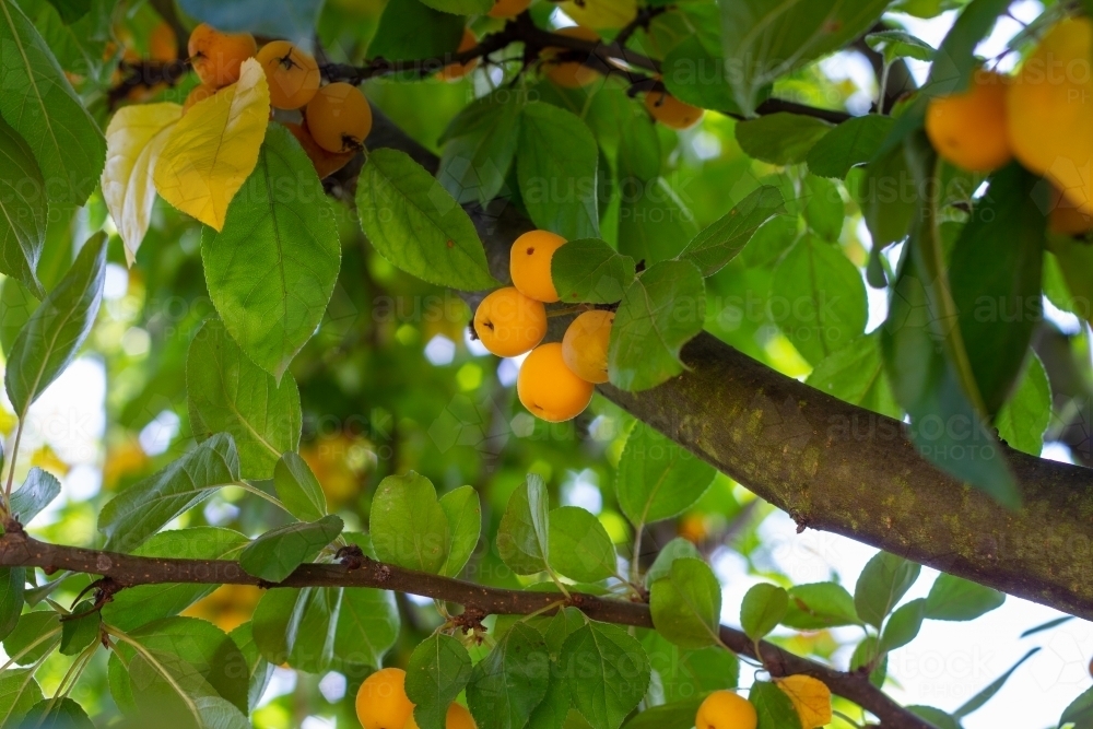 Golden crab apples growing on tree - Australian Stock Image
