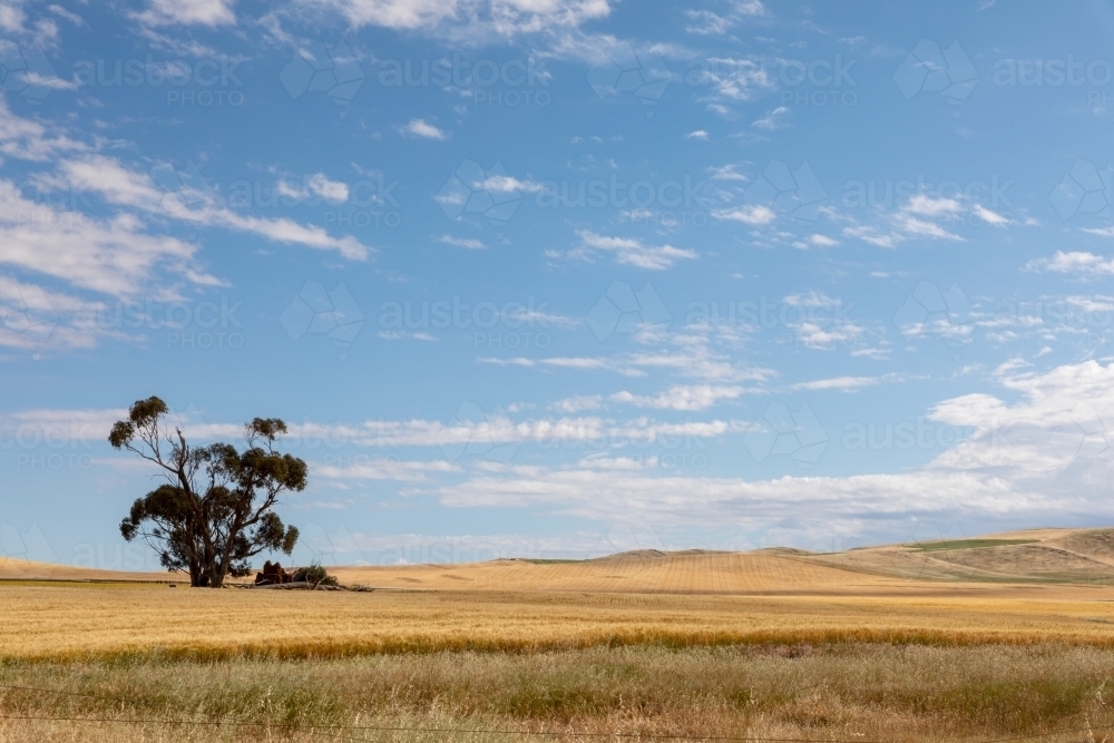 golden crops ready for harvest - Australian Stock Image