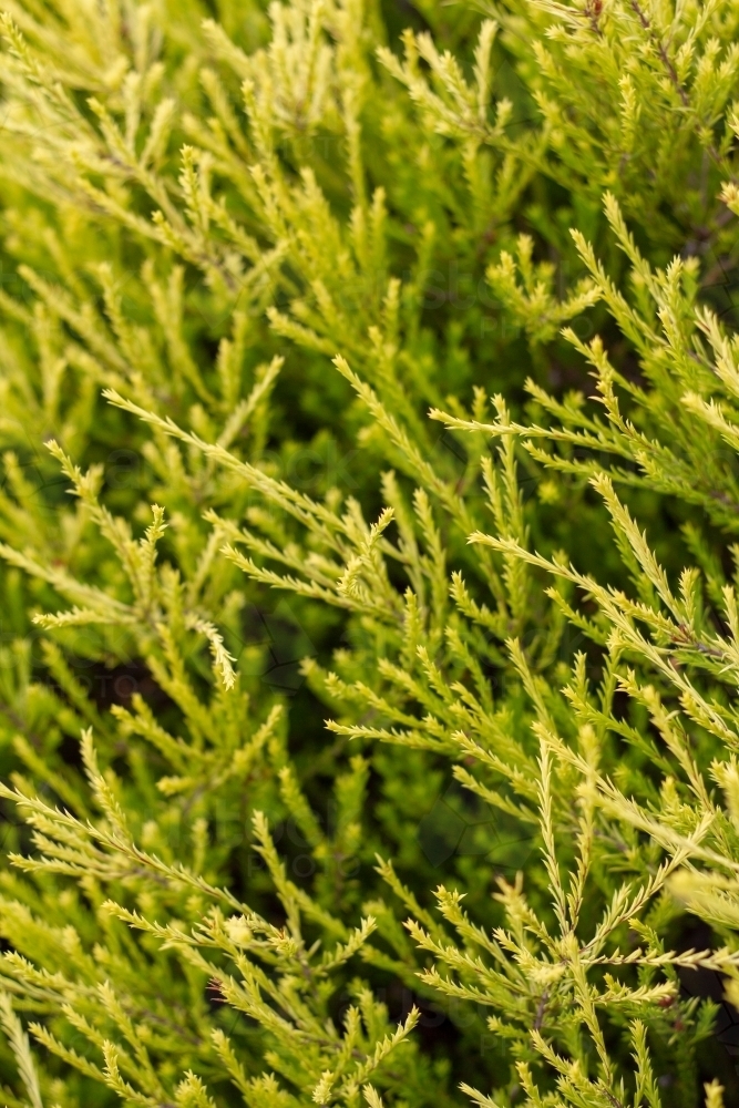 Golden diosma bush - Australian Stock Image