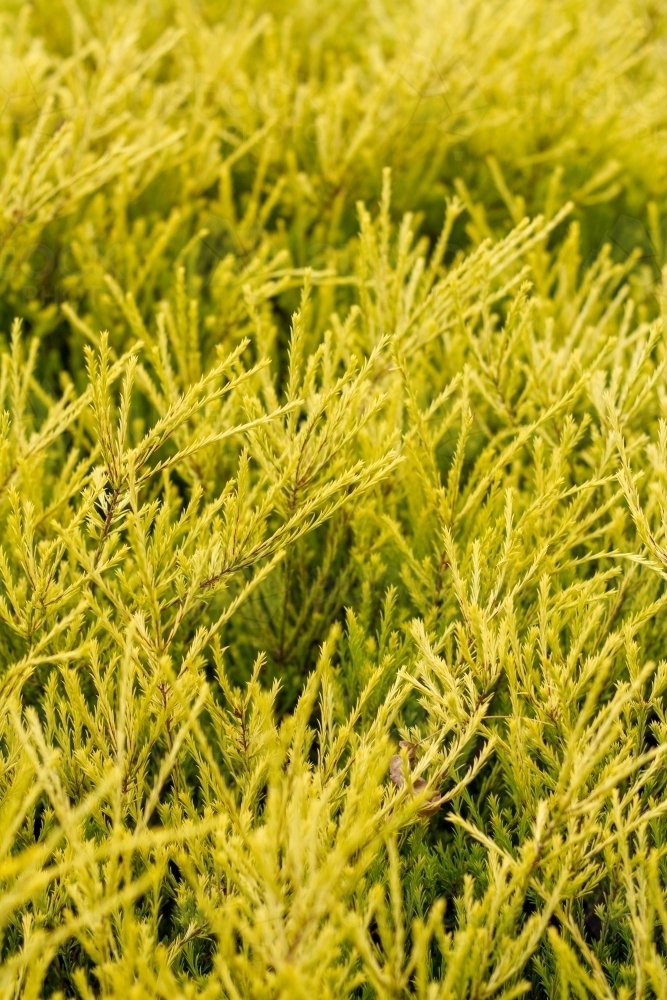 Golden diosma foliage - Australian Stock Image