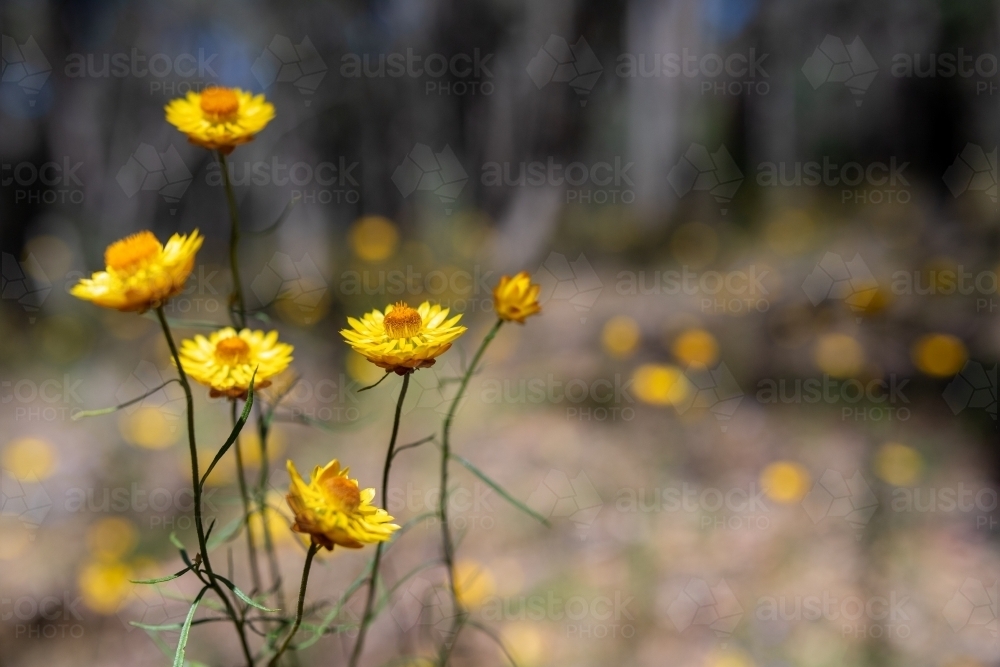 Golden everlasting flowers - Australian Stock Image