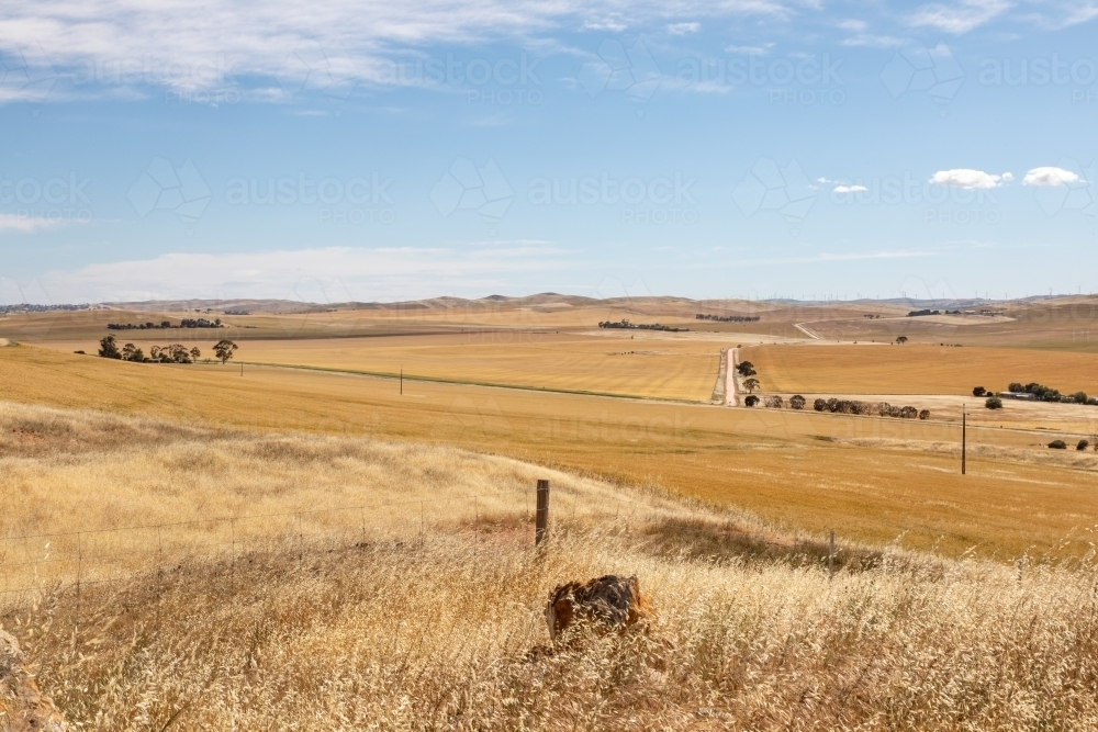 golden farm land in summer - Australian Stock Image