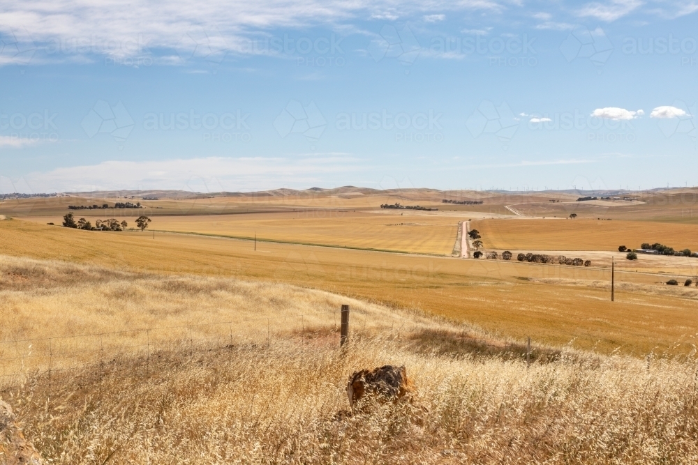 golden farm land in summer - Australian Stock Image