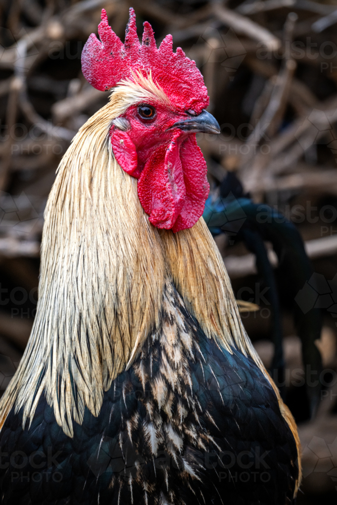 Golden-feathered rooster with bright red comb and wattles. - Australian Stock Image
