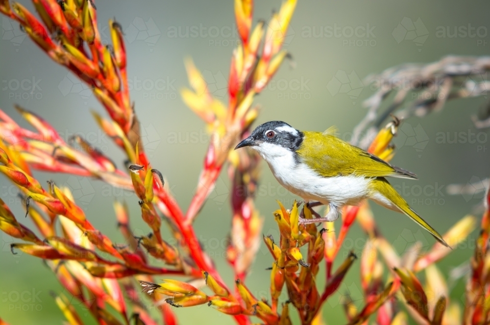 Golden finch on red and yellow tree - Australian Stock Image