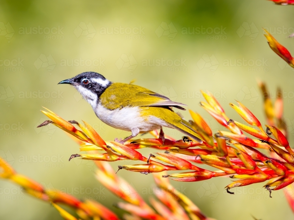 Golden finch perched on red and yellow branch - Australian Stock Image
