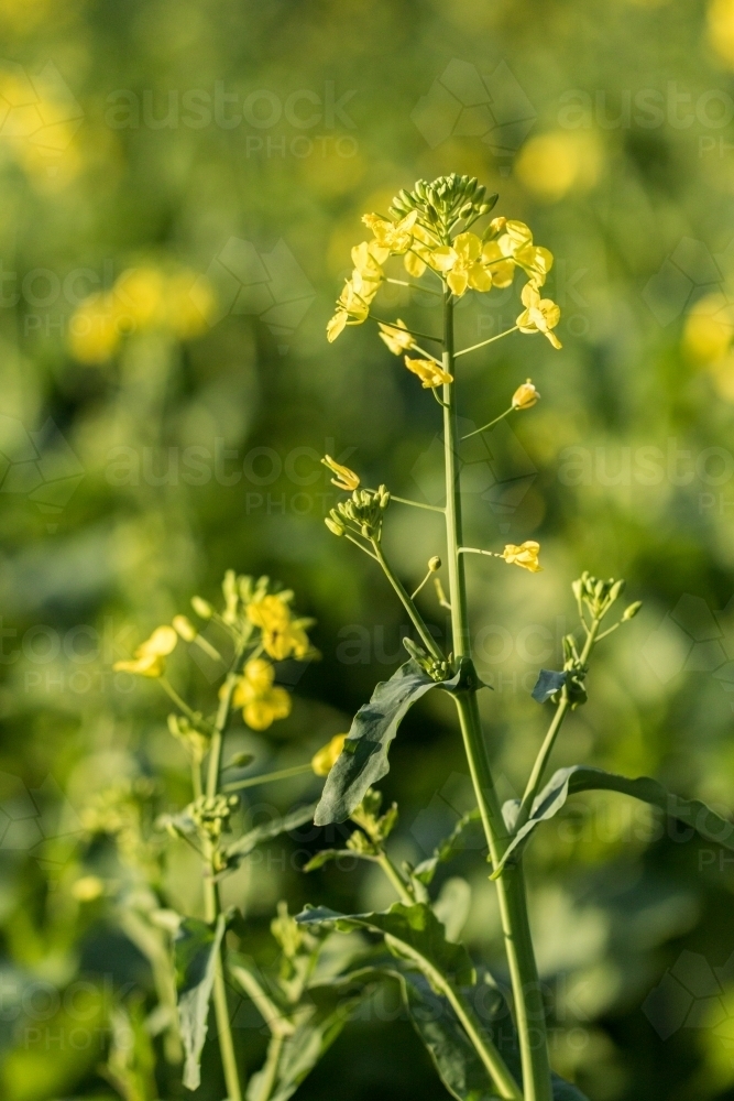 Golden flowering canola close up in field - Australian Stock Image