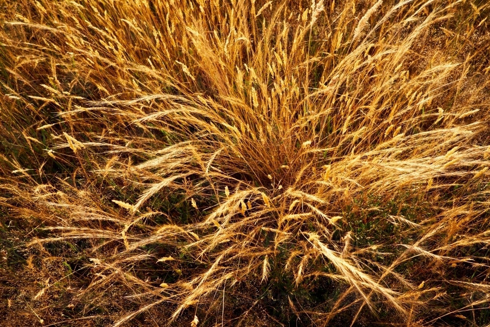Image of Golden Grass in a Paddock from Above Austockphoto