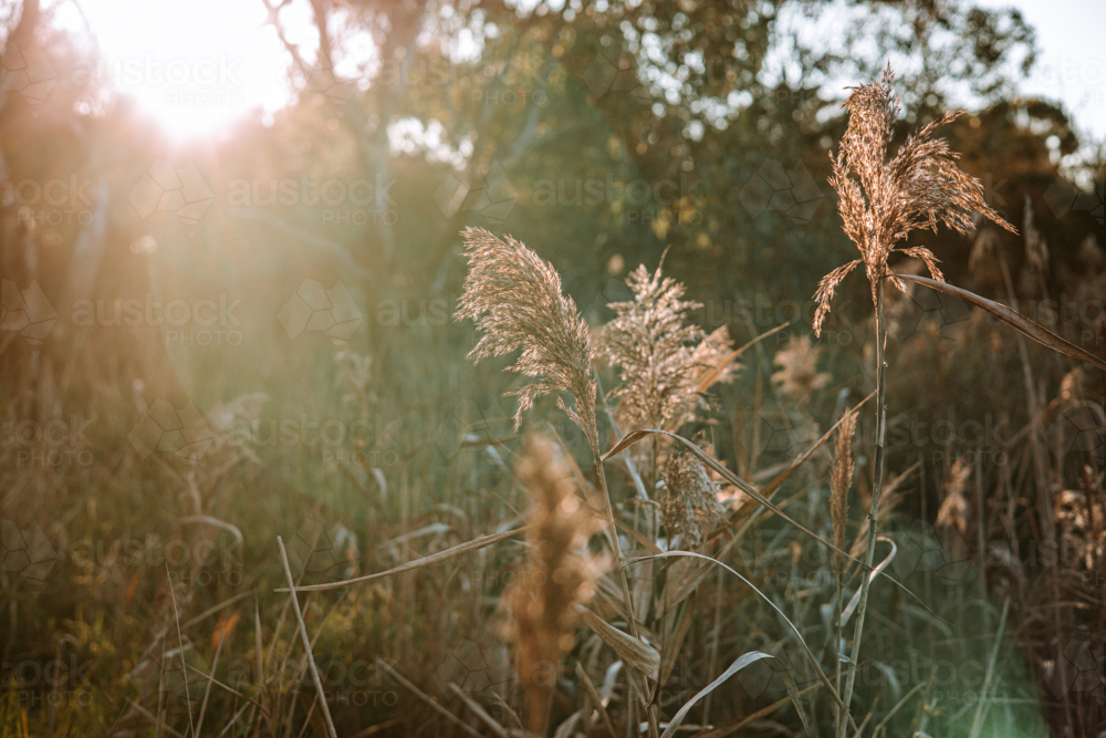Golden grass in the light of the autumn sunset - Australian Stock Image