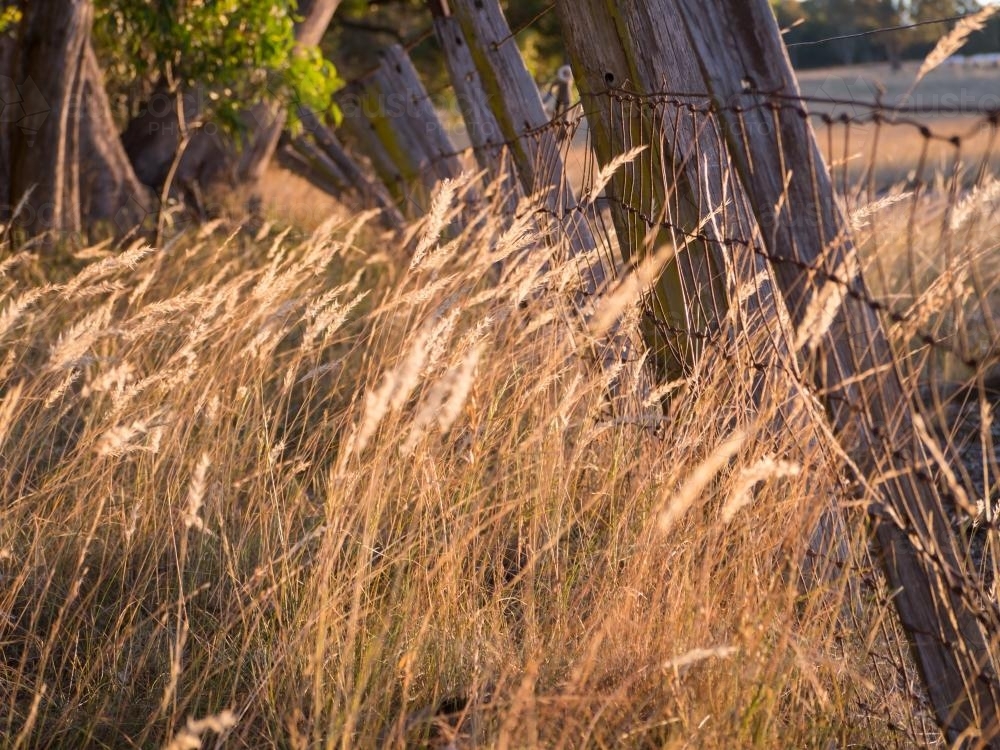 Golden grass seed heads in evening light - Australian Stock Image