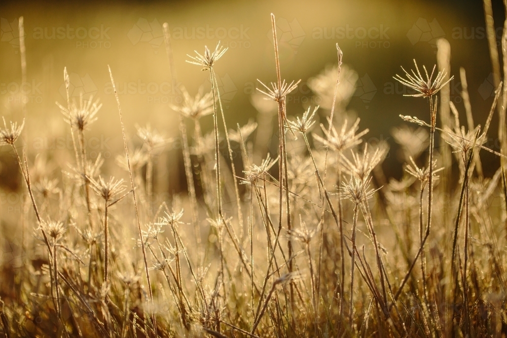 Golden grass with frost - Australian Stock Image