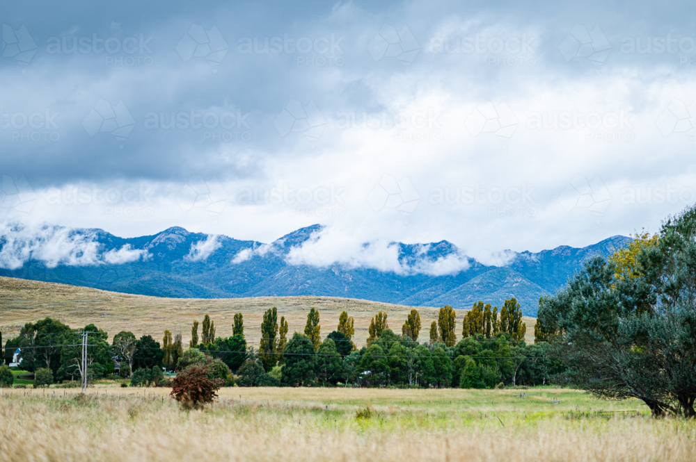 Golden grassy field with tall trees and misty mountains - Australian Stock Image