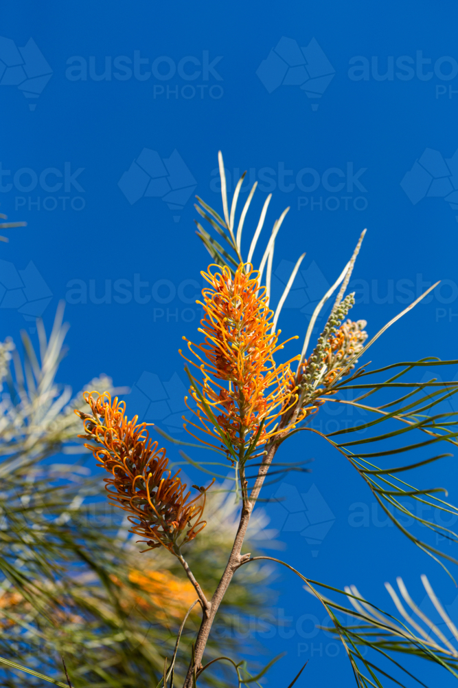 Golden grevillea flowers on bush in bright sunlight against blue sky - Australian Stock Image