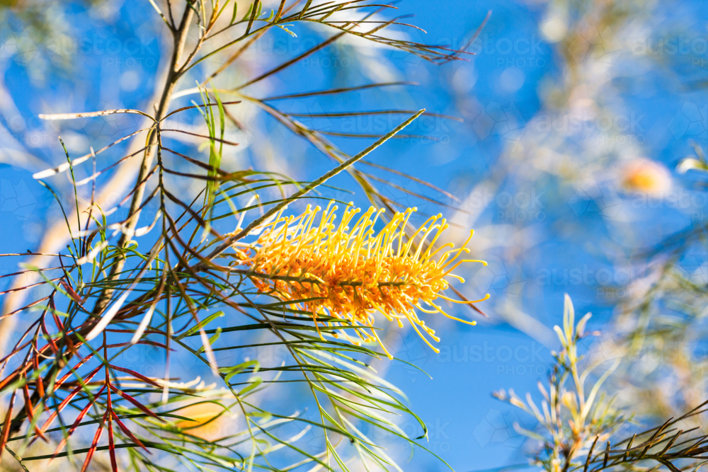 Golden grevillea flowers on bush in bright sunlight - Australian Stock Image