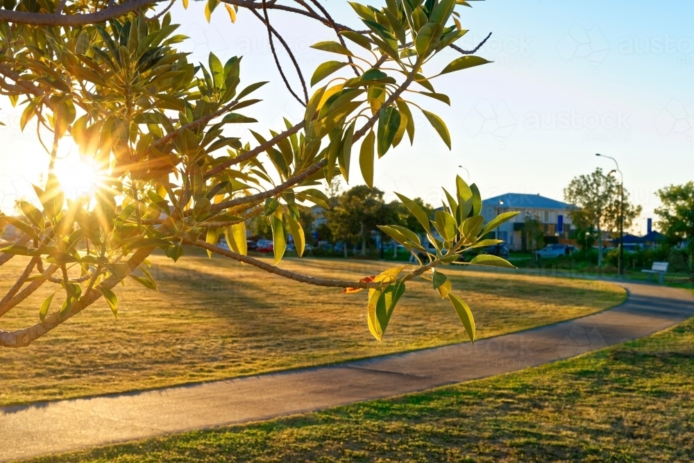 Golden hour with sunflare at a park, no people, copy space - Australian Stock Image