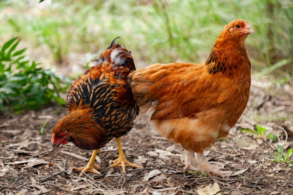 Golden Laced Wyandotte cockerel and a pullet - Australian Stock Image