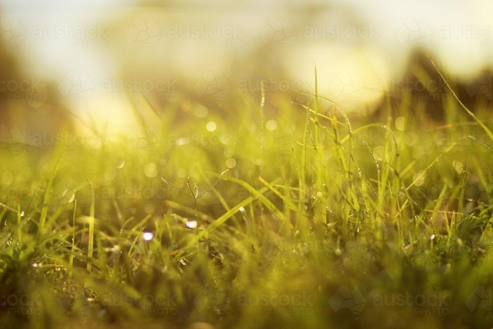 Golden lawn grass after an evening rain shower - Australian Stock Image