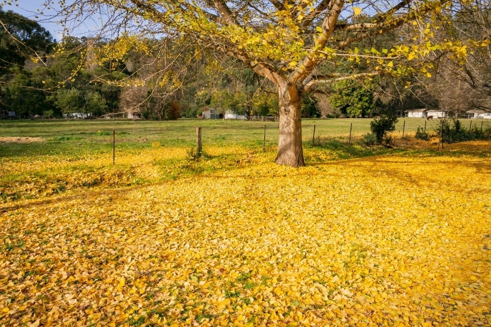 Golden leaves completely covering the ground under an a tree in Autumn foliage - Australian Stock Image