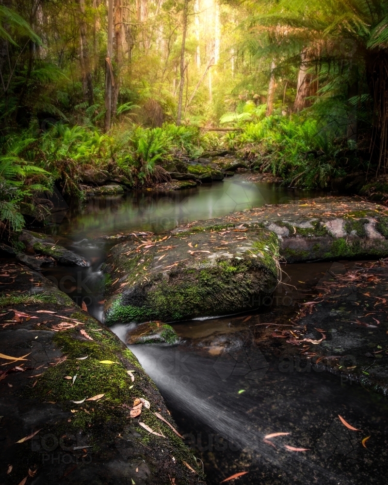 Golden Light above a peaceful Rainforest Stream - Australian Stock Image