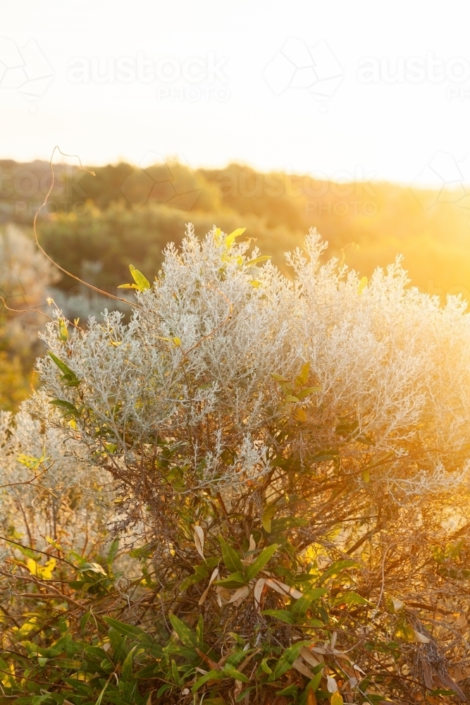 Golden light on coastal bushes and plants - Australian Stock Image
