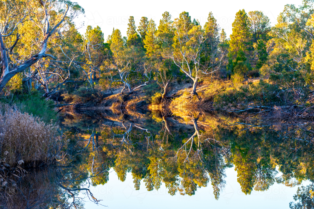 Golden light reflects perfectly on still water lined with gum trees and native bush. - Australian Stock Image